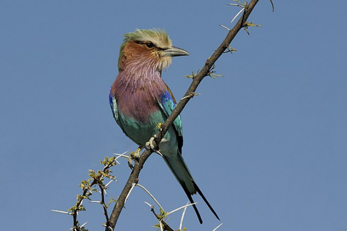 The bird, found in Africa, has distinct jewel-colored plumage that will appeal to all bird lovers