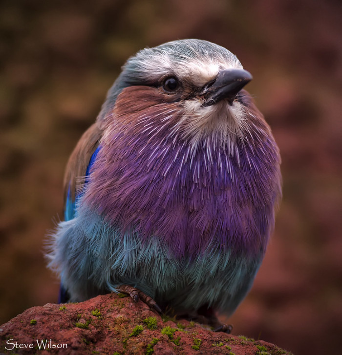 The bird, found in Africa, has distinct jewel-colored plumage that will appeal to all bird lovers